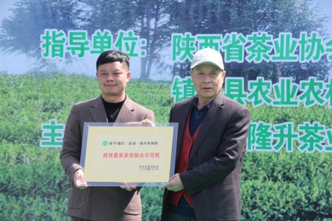 陜西鎮(zhèn)巴16.7萬畝春茶開采 數(shù)字“大腦”助力茶產(chǎn)業(yè)高質(zhì)量發(fā)展