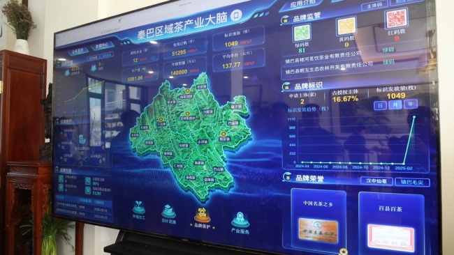 陜西鎮(zhèn)巴16.7萬畝春茶開采 數(shù)字“大腦”助力茶產(chǎn)業(yè)高質(zhì)量發(fā)展